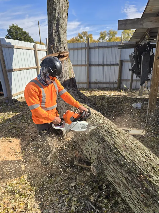 DC Tree Services LLC — photo from the business 6