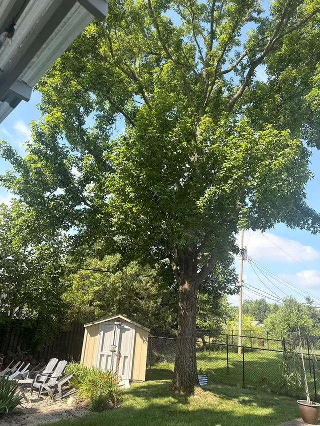 Customer photo of work by DC Tree Services LLC, from anita king's review