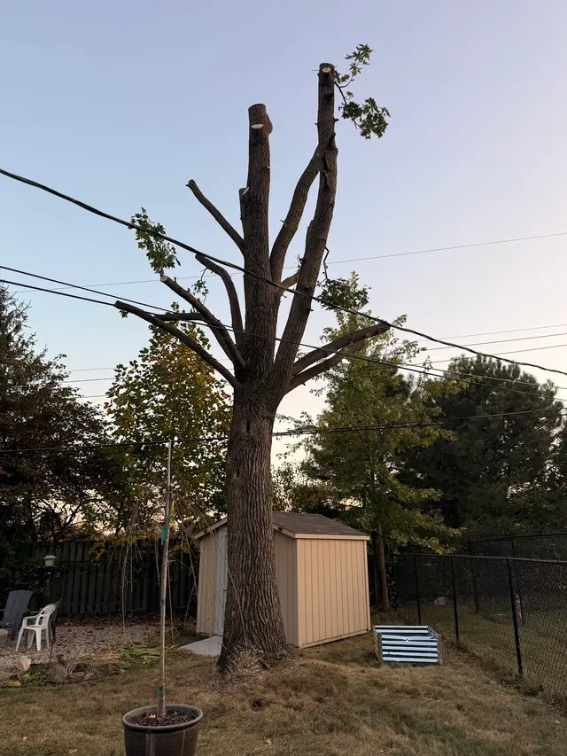 Customer photo of work by DC Tree Services LLC, from anita king's review