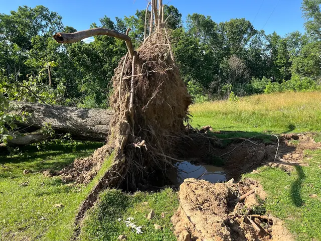Indiana Stump Remover — photo from the business 4