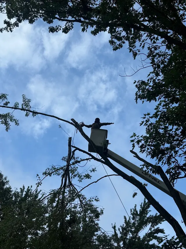 Indiana Stump Remover — photo from the business 12