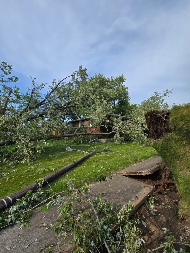 Customer photo of work by Indiana Stump Remover, from susan gunzner's review