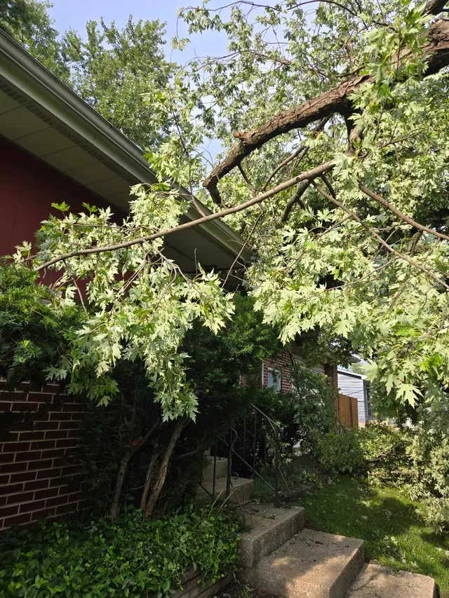 Customer photo of work by Indiana Stump Remover, from susan gunzner's review