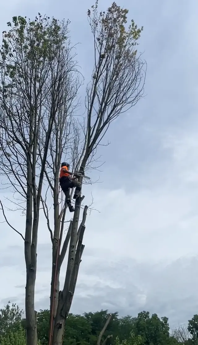 Indiana Stump Remover — photo from the business 7