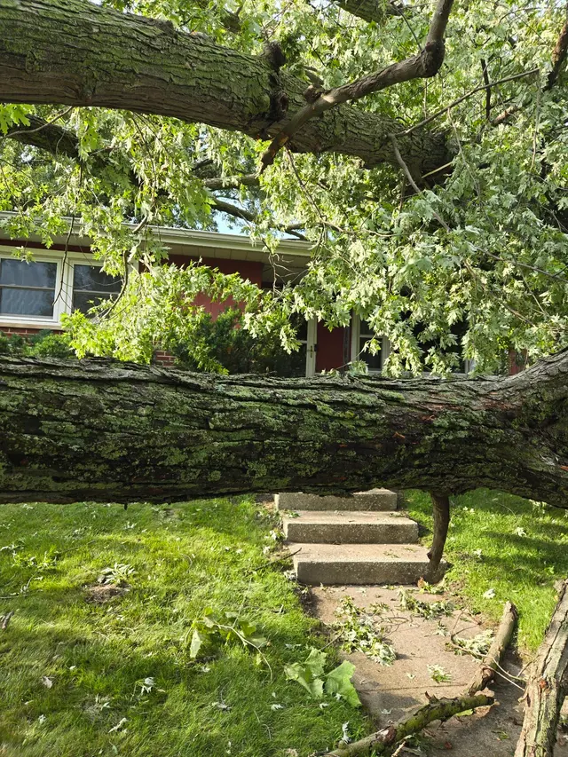 Customer photo of work by Indiana Stump Remover, from susan gunzner's review