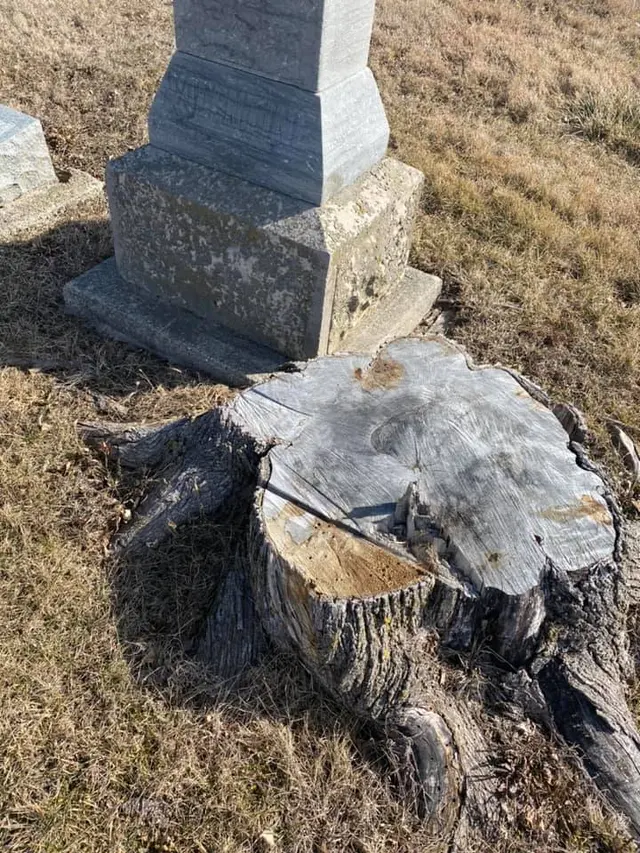 Miller’s Stump Grinding — photo from the business 12