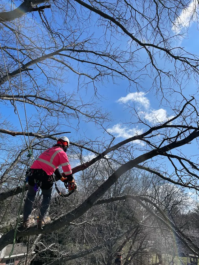 A Tree's Worth Tree Care — photo from the business 2