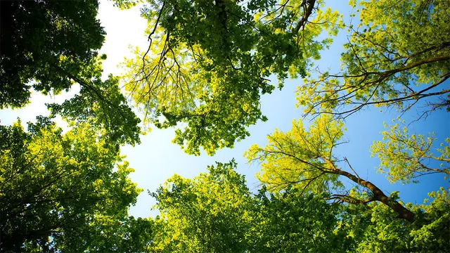 A Tree's Worth Tree Care — photo from the business 1