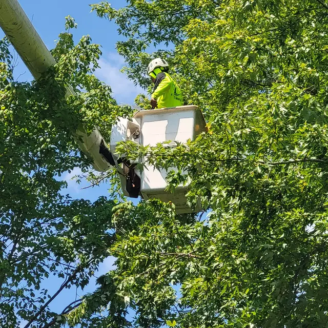 A Tree's Worth Tree Care — customer photo 4