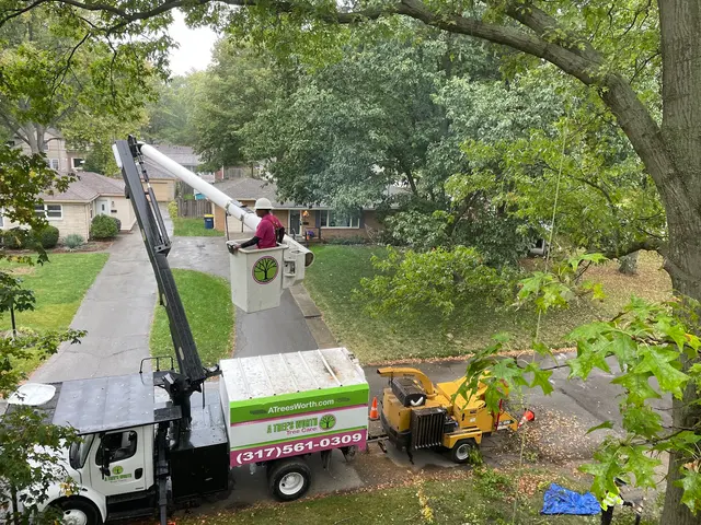 A Tree's Worth Tree Care — photo from the business 11
