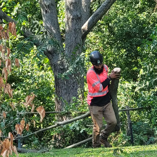 Customer photo of work by A Tree's Worth Tree Care, from Jim Strange's review