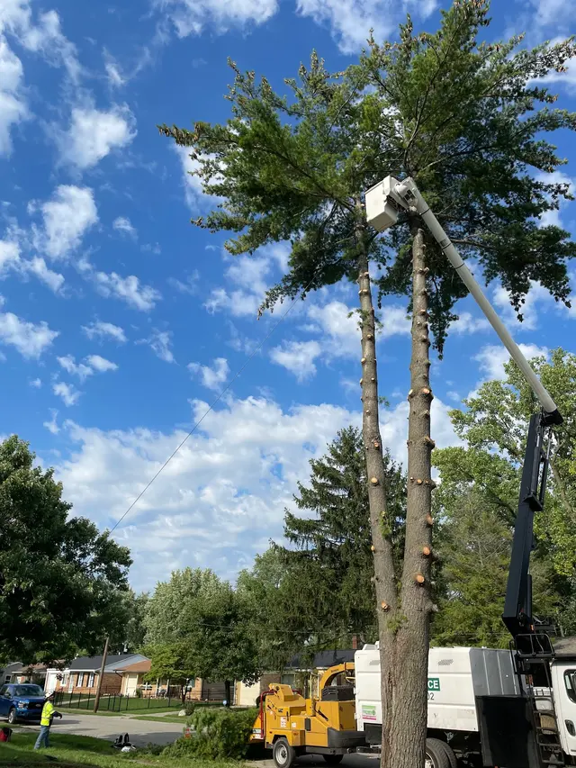 A Tree's Worth Tree Care — photo from the business 7