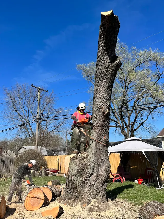A Tree's Worth Tree Care — photo from the business 5