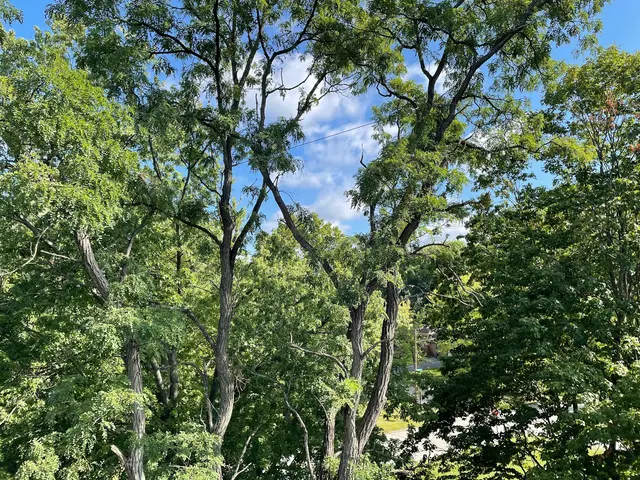 A Tree's Worth Tree Care — photo from the business 9