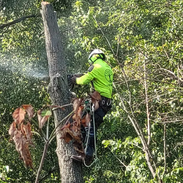 Customer photo of work by A Tree's Worth Tree Care, from Jim Strange's review