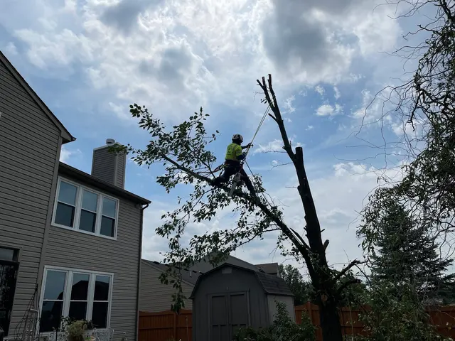 A Tree's Worth Tree Care — photo from the business 3