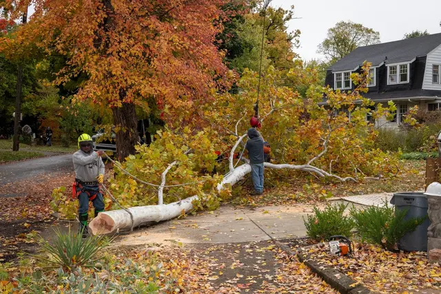 ASAP Tree and Crane Services — photo from the business 12