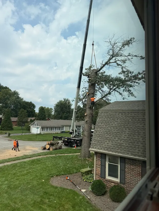 ASAP Tree and Crane Services — customer photo 3
