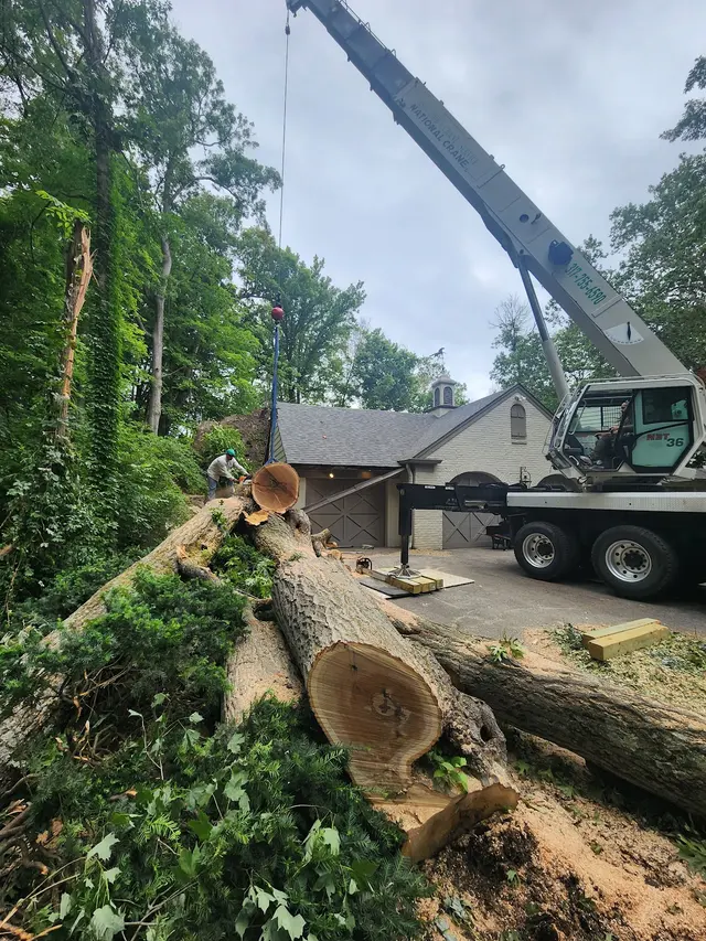 ASAP Tree and Crane Services — photo from the business 6