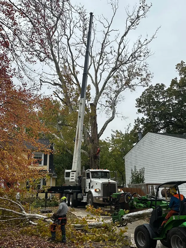 ASAP Tree and Crane Services — customer photo 2
