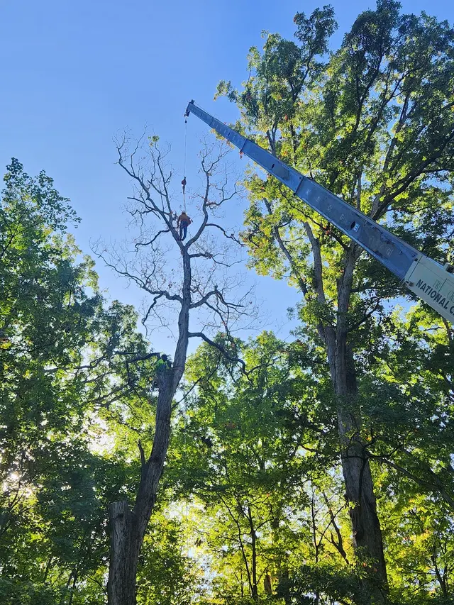ASAP Tree and Crane Services — photo from the business 7