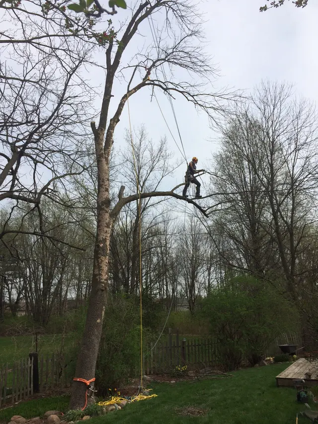 Engledow Tree Experts LLC — photo from the business 5