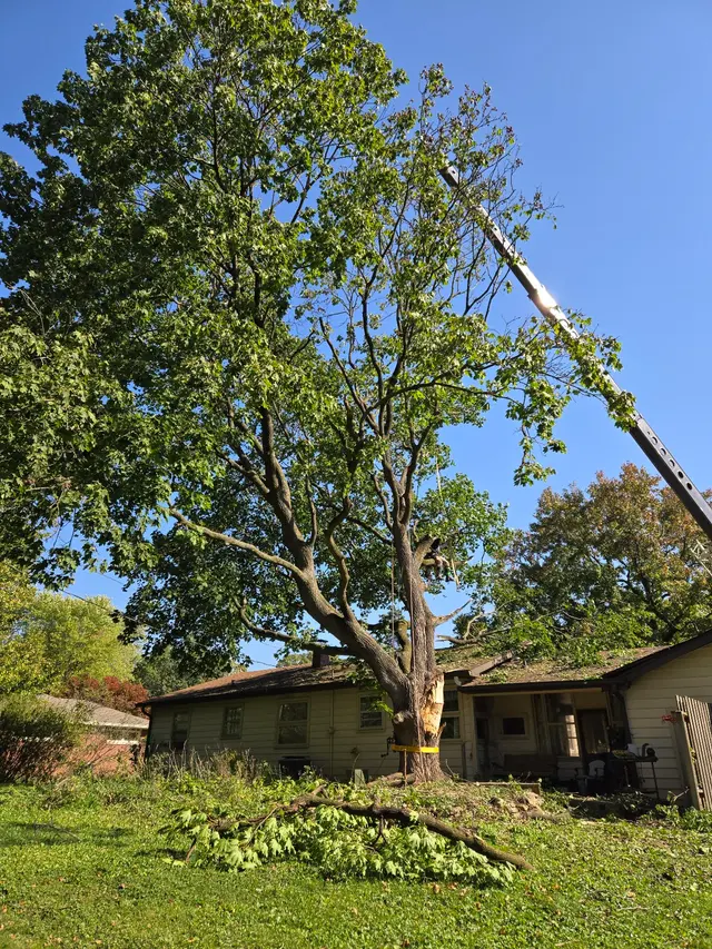 Engledow Tree Experts LLC — customer photo 7