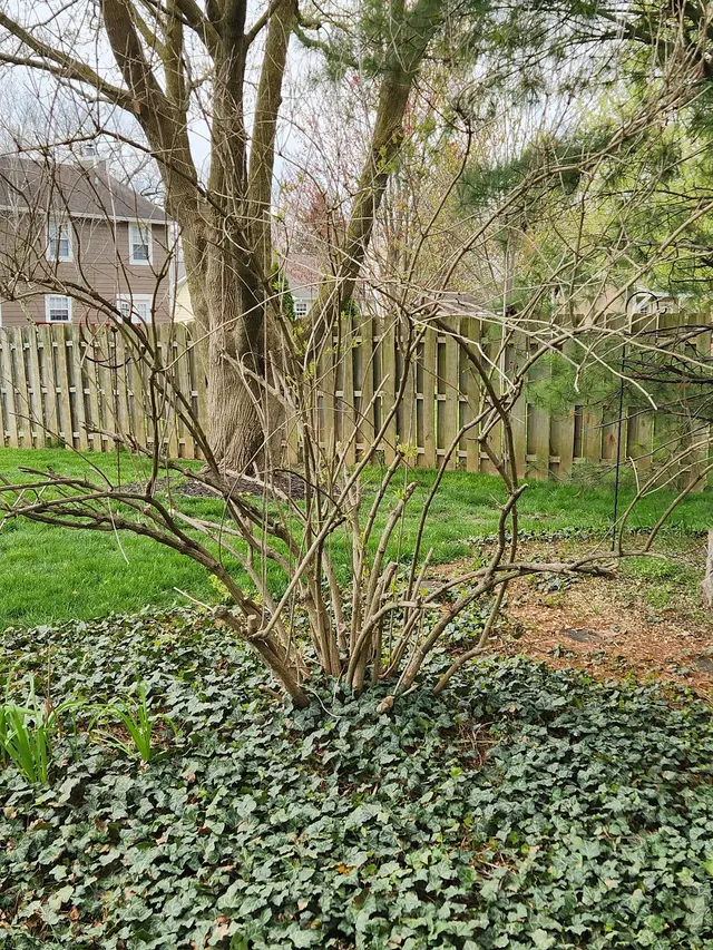 Bowman Boys Stump Removal — customer photo 3