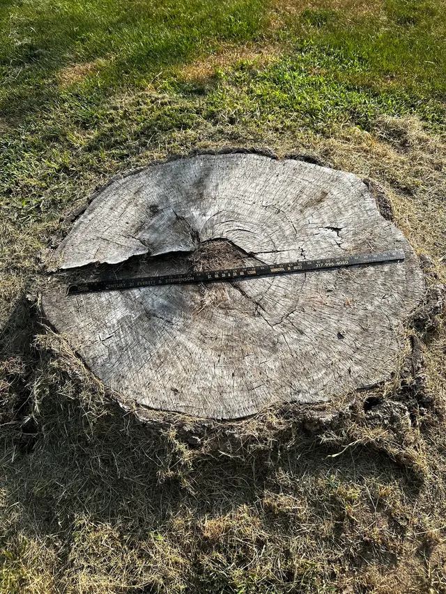 Bowman Boys Stump Removal — customer photo 4