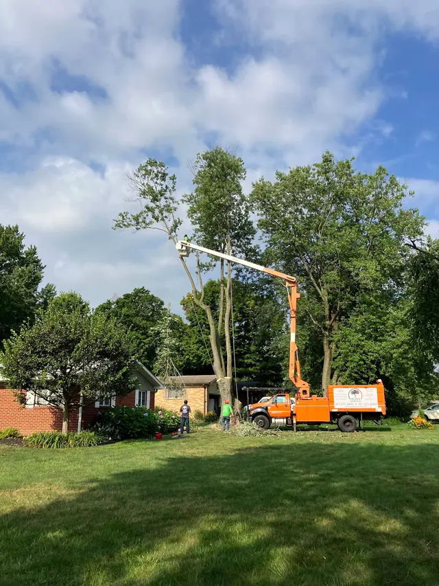 PR Tree Service — customer photo 4