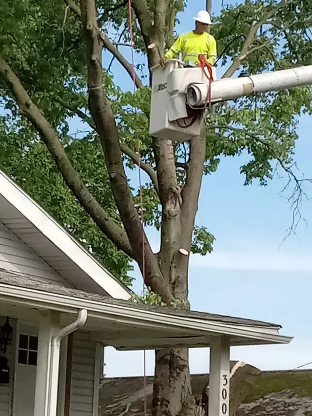 PR Tree Service — customer photo 2