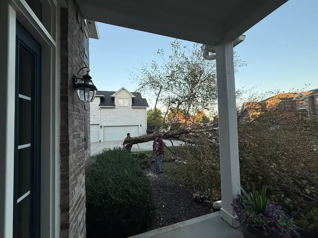 PR Tree Service — customer photo 5