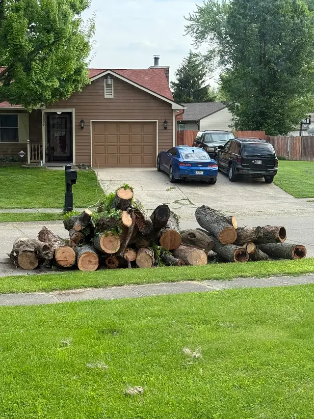 PR Tree Service — customer photo 3