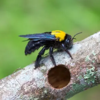 Maximum Pest Management — photo from the business 11