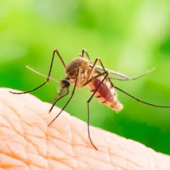 Maximum Pest Management — photo from the business 2
