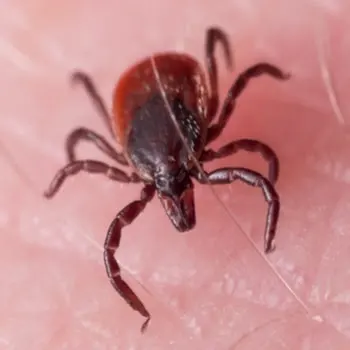 Maximum Pest Management — photo from the business 5
