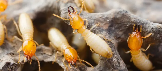 Maximum Pest Management — photo from the business 3