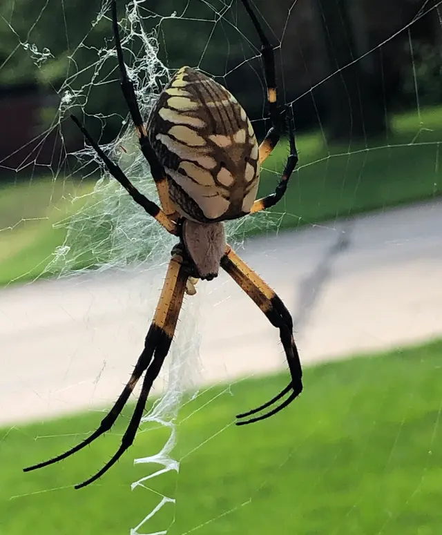 Maximum Pest Management — photo from the business 12