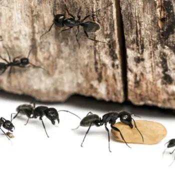 Maximum Pest Management — photo from the business 7