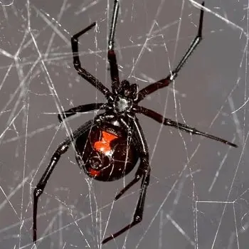 Maximum Pest Management — photo from the business 9