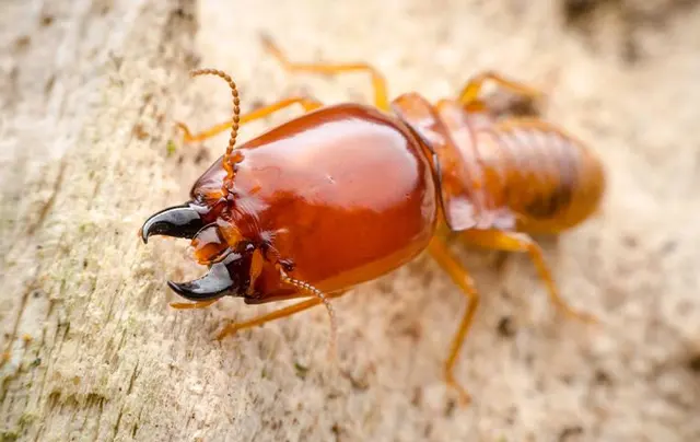 BugBros Pest Control — photo from the business 4