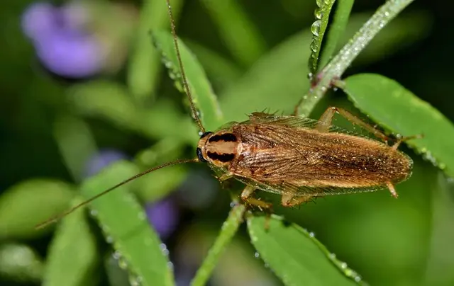 BugBros Pest Control — photo from the business 6