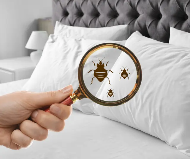 BugBros Pest Control — customer photo 10