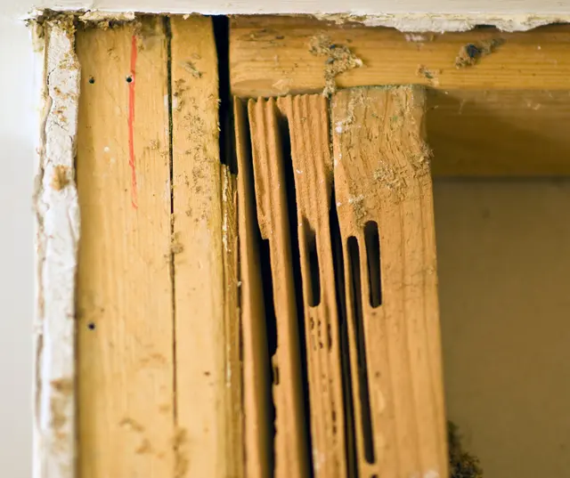 Bug Shockers — photo from the business 9