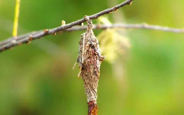 Bug Shockers — photo from the business 11