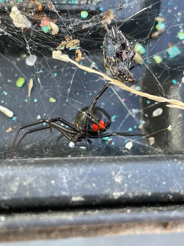 Bug Shockers — photo from the business 10