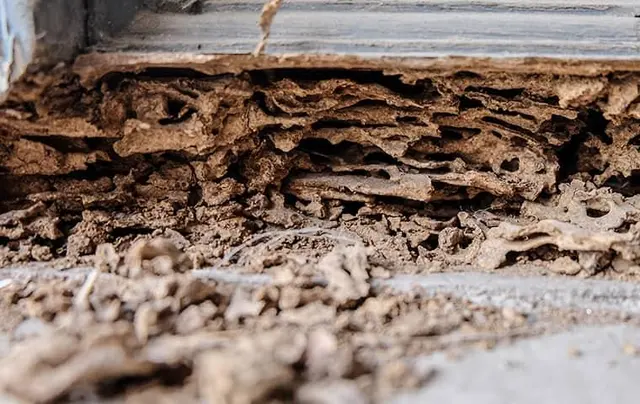 Bug Shockers — photo from the business 12