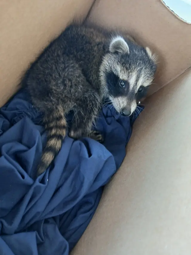 All American Wildlife Pros — photo from the business 12