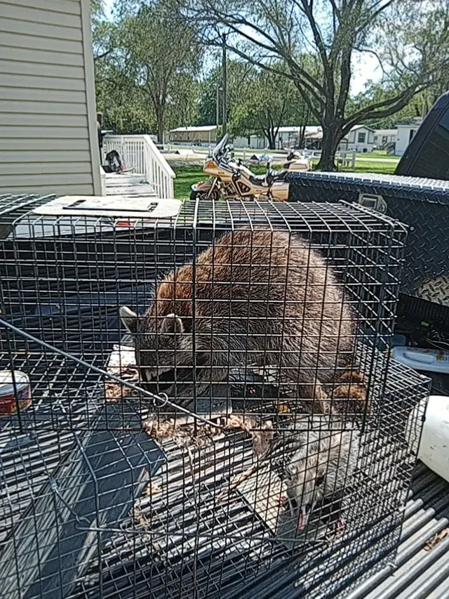 All American Wildlife Pros — photo from the business 2