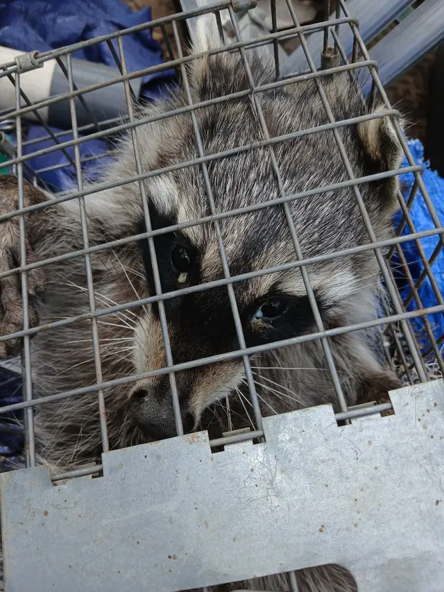 All American Wildlife Pros — photo from the business 1